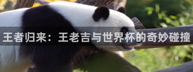 世界杯系列赛：王者归来：王老吉与世界杯的奇妙碰撞